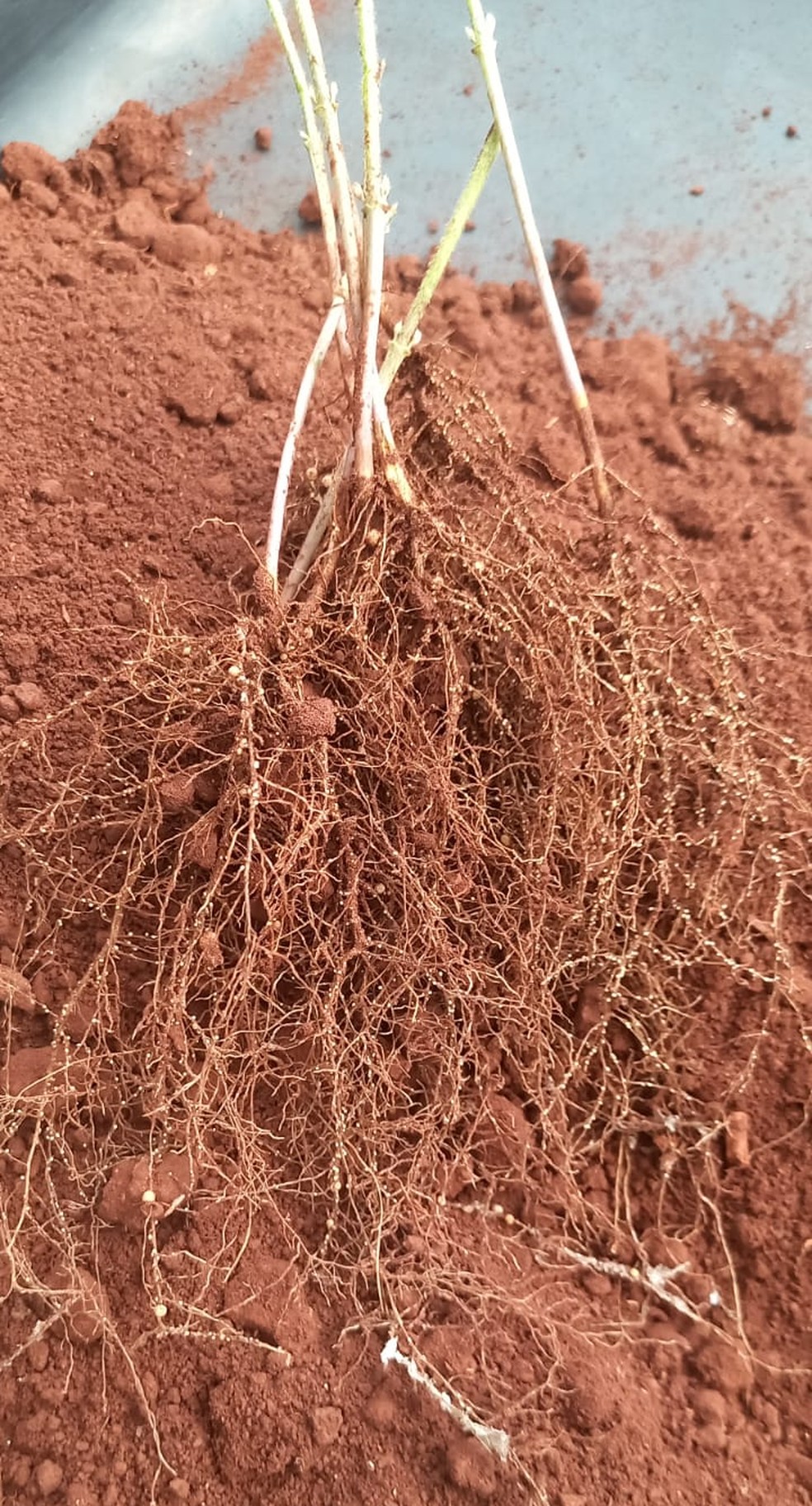 Nematoide de cisto são difíceis de serem controlados — Foto: Fundação MT/Divulgação