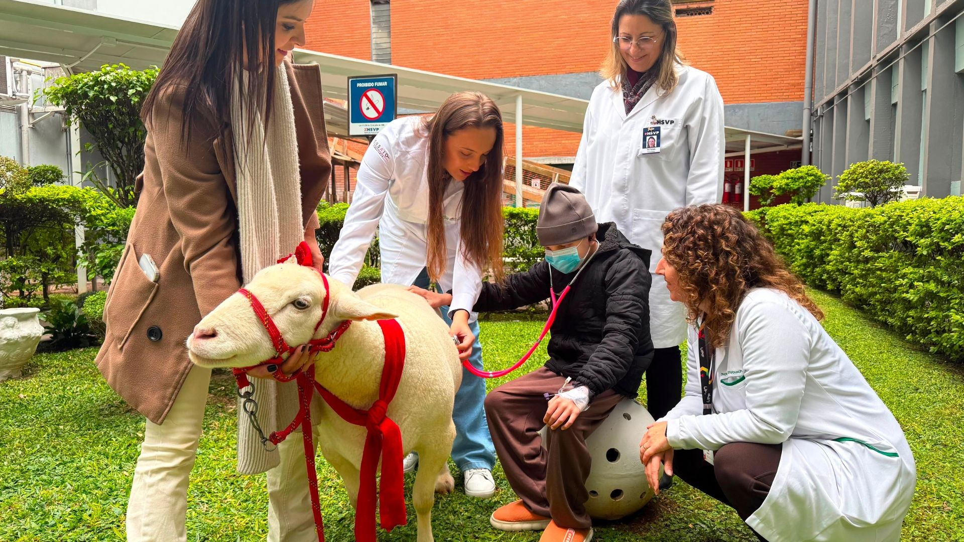 Ovelha famosa visita pacientes com câncer em programa de pet terapia