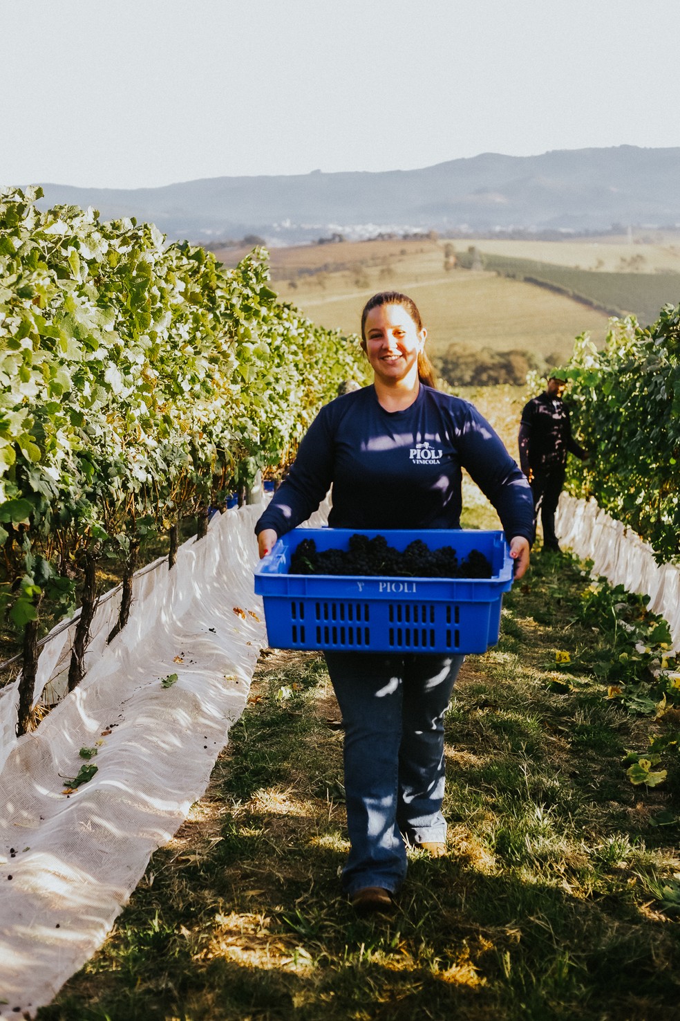 Colheita de uvas na Vinícola Pioli. Produção de vinho teve início em 2022 — Foto: Divulgação