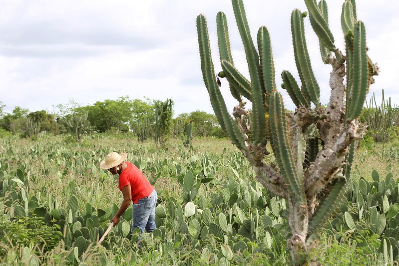 Agricultoras familiares têm menos acesso a tecnologia e assistência técnica que homens