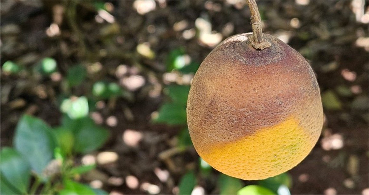 Depois do greening, safra de laranja agora é afetada por podridão ...