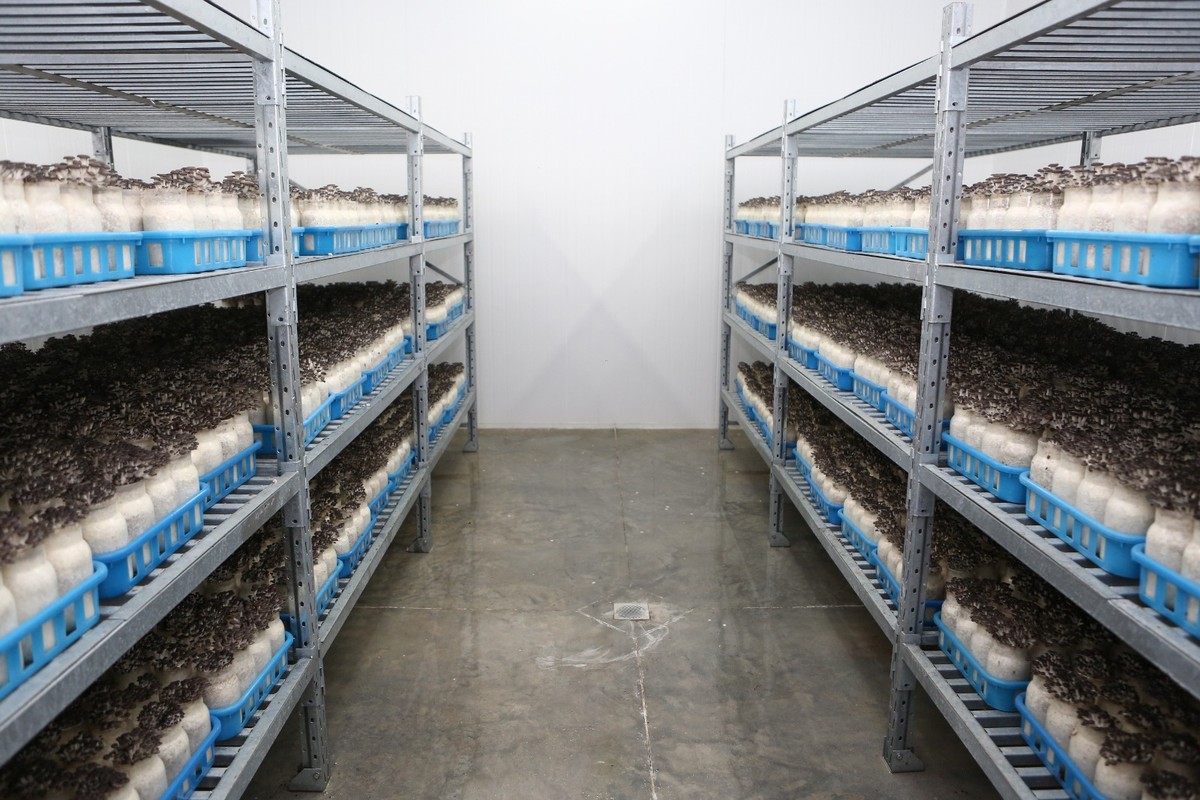 Empresa investe para aumentar produção de cogumelos na Bahia