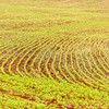 Clima é o principal fator de risco para a safra sul-americana e para a oferta de soja - Antônio Neto/Embrapa