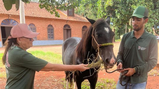 Cavalos usados para equoterapia recebem massagem e acupuntura