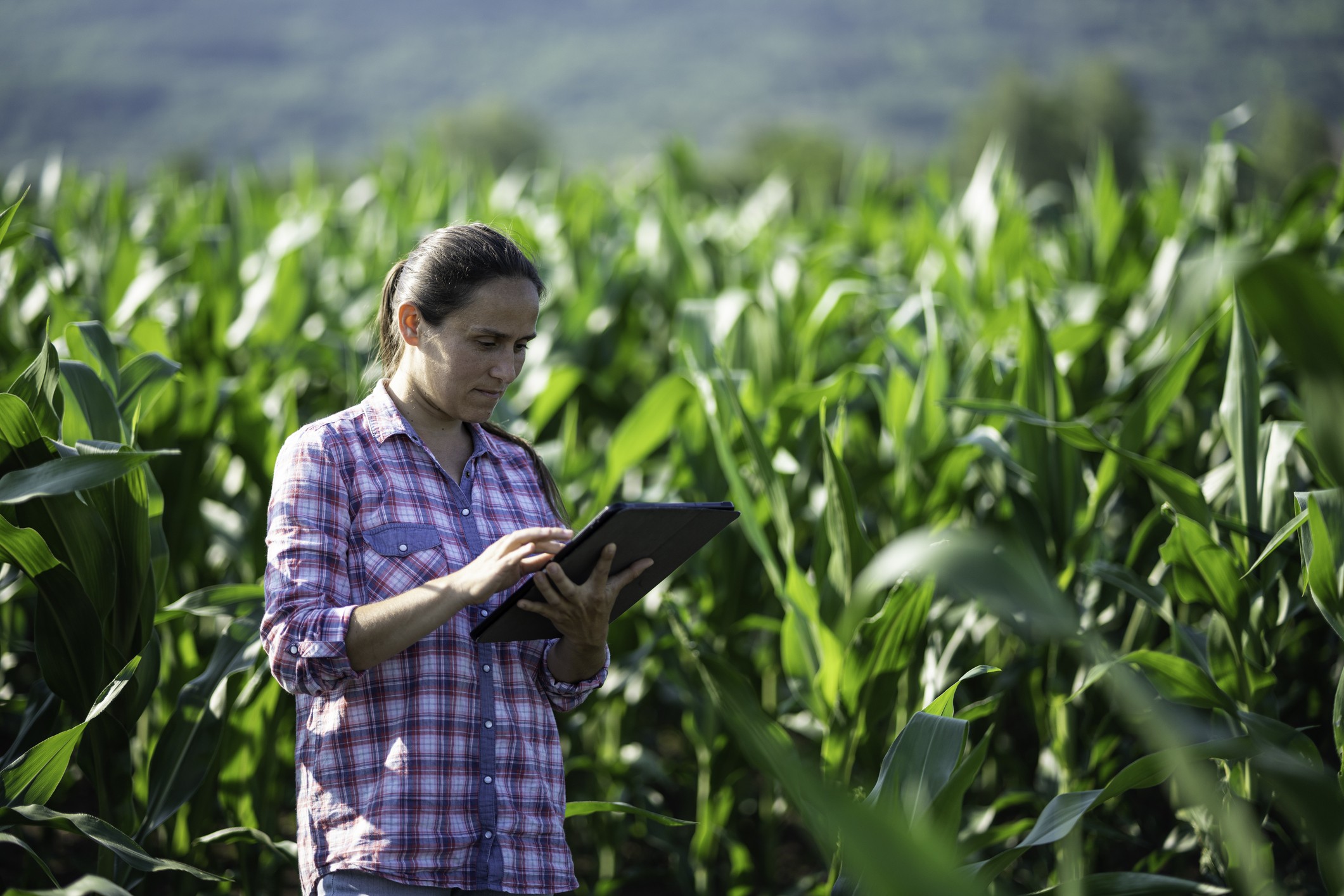 Ferramenta digital ajuda produtores a acessar mercados internacionais