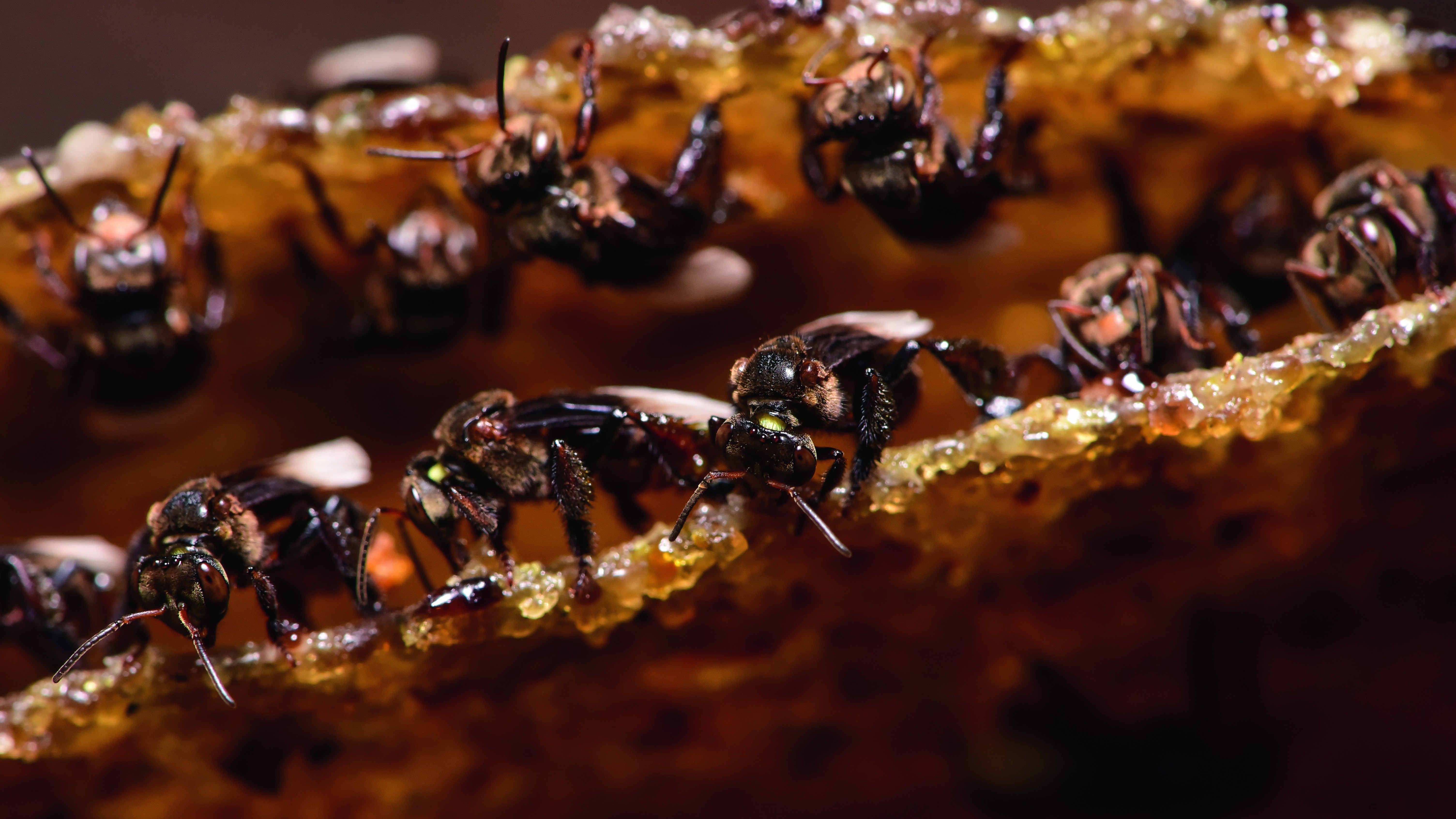 Como criar abelhas: produtores do Piauí são modelo de sucesso no setor