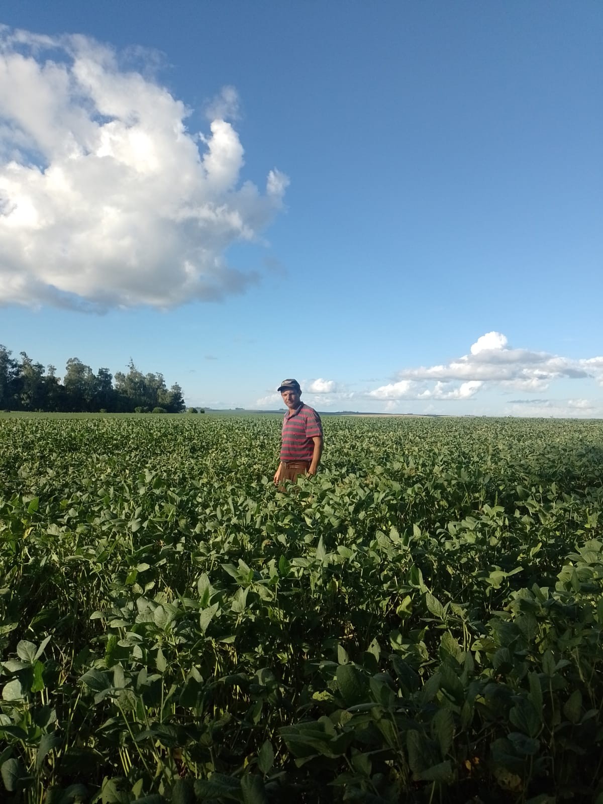 Clima instável no Rio Grande do Sul já afeta potencial da soja
