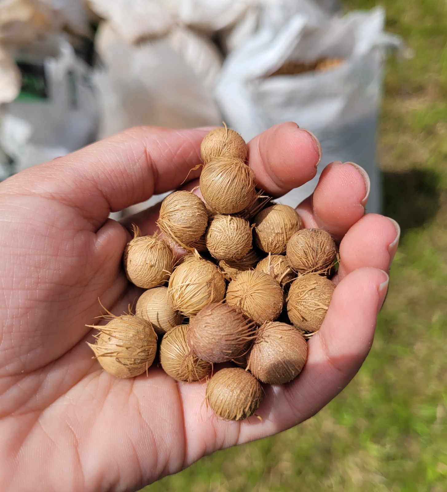 Fundação Florestal aumenta em 23% o valor da semente de palmeira-juçara