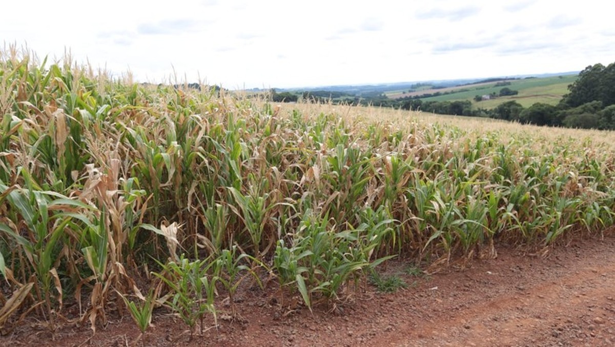 “Indústria” de recuperação judicial mira produtores