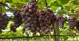 uva - uvas - parreiral - parreira - videira - videiras - vitivinicultura - propriedade de Waldenor Menin em Caxias do Sul RS