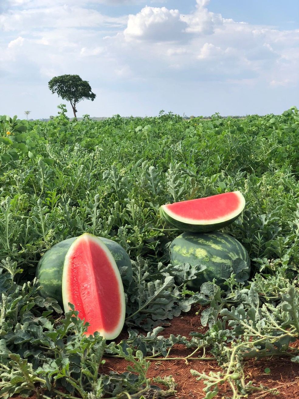 Clima ensolarado aumenta a produção de açúcares das frutas — Foto: Soet Melancias/Divulgação