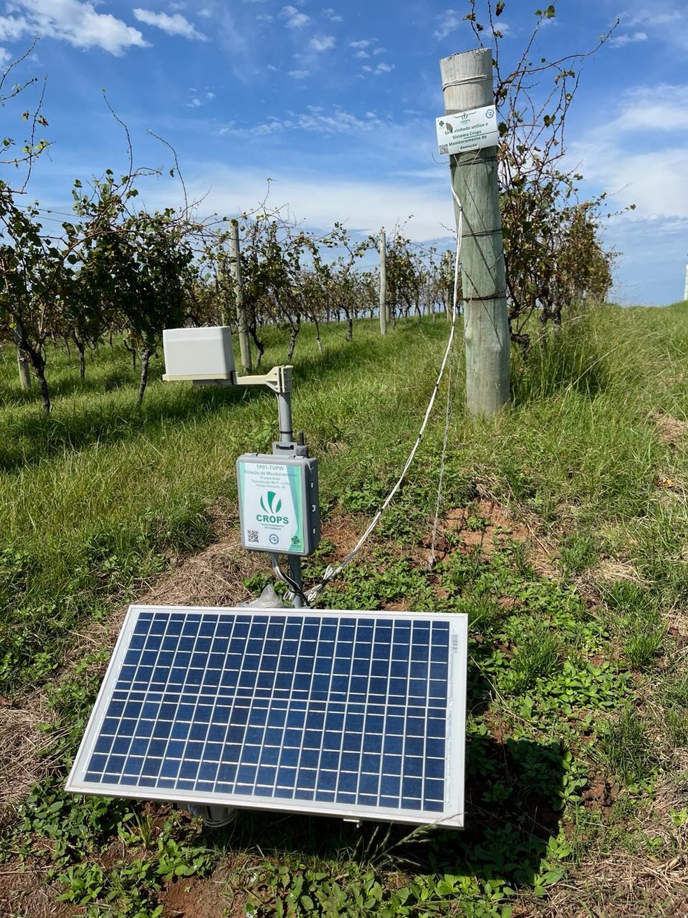 Monitoramento climático em vinhedo da vinícola Salton: informações coletadas em tempo real ajudam a orientar o manejo das videiras — Foto: Divulgação