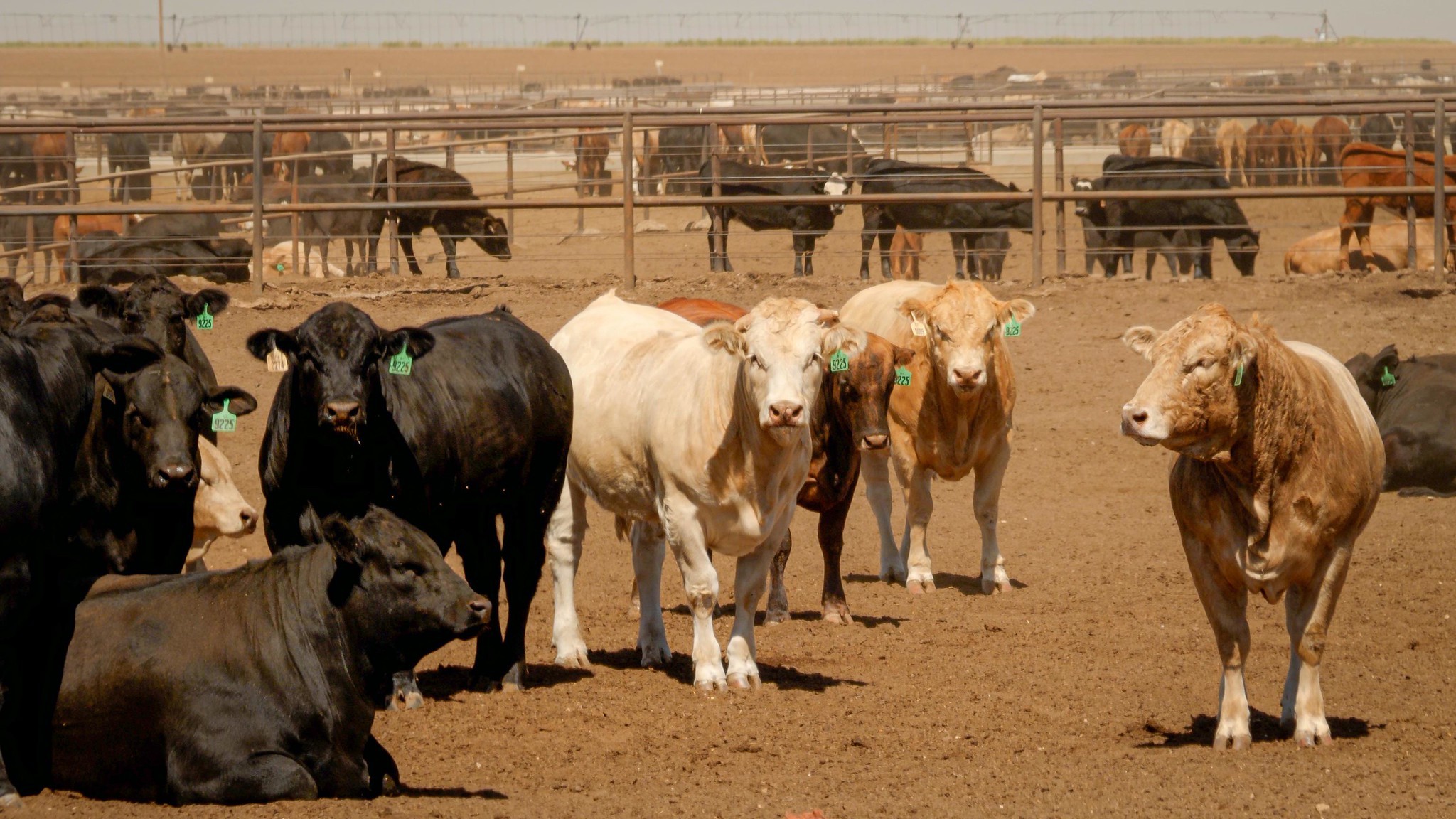 Plano de Trump para importar carne da Argentina irrita pecuaristas dos EUA