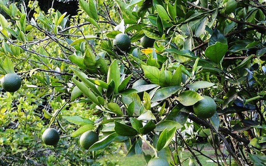 São diversas as doenças que podem atingir o cultivo de citros