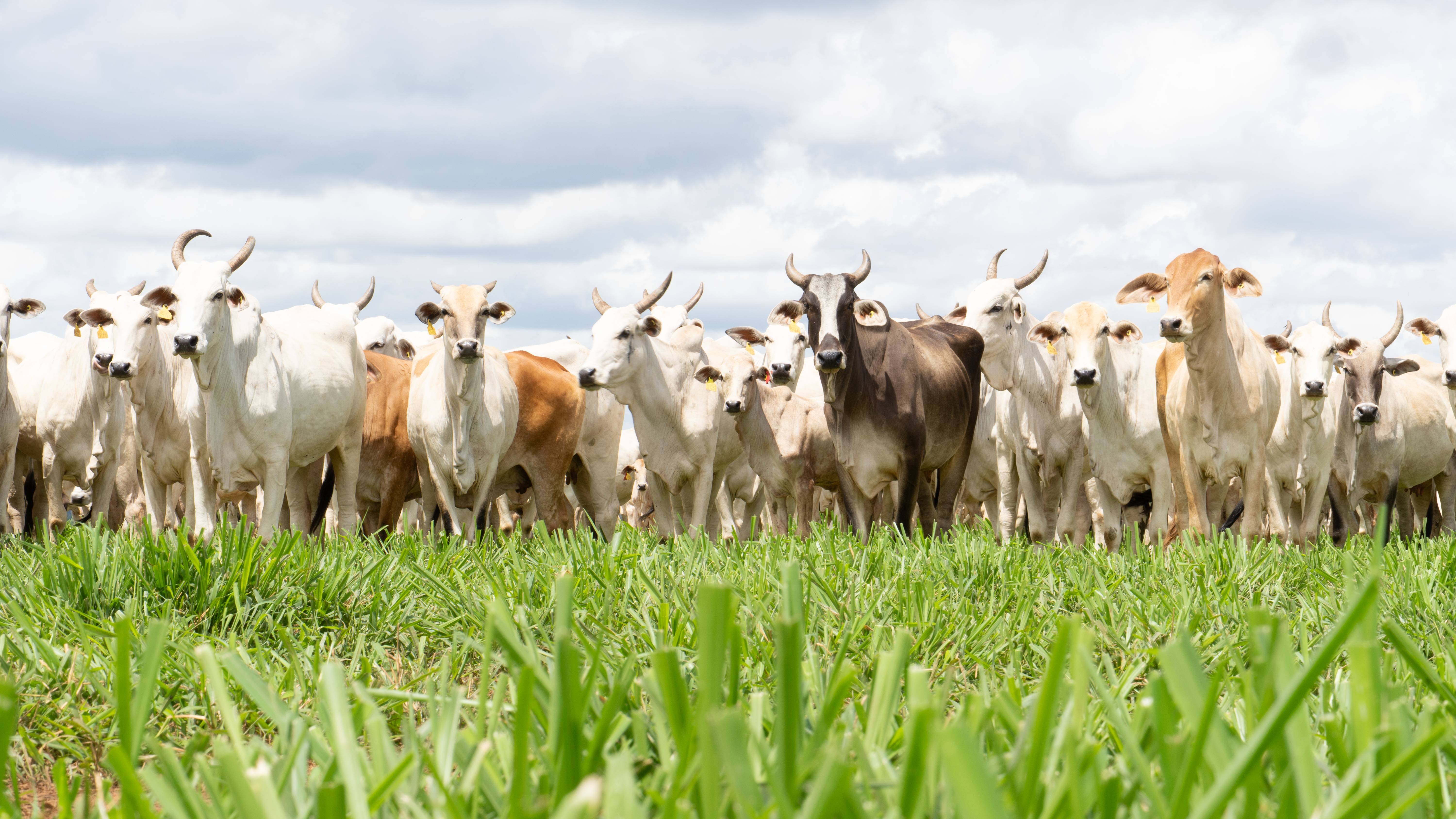 Exportadores de carnes pedem inclusão em programa de apoio; ouça o comentário