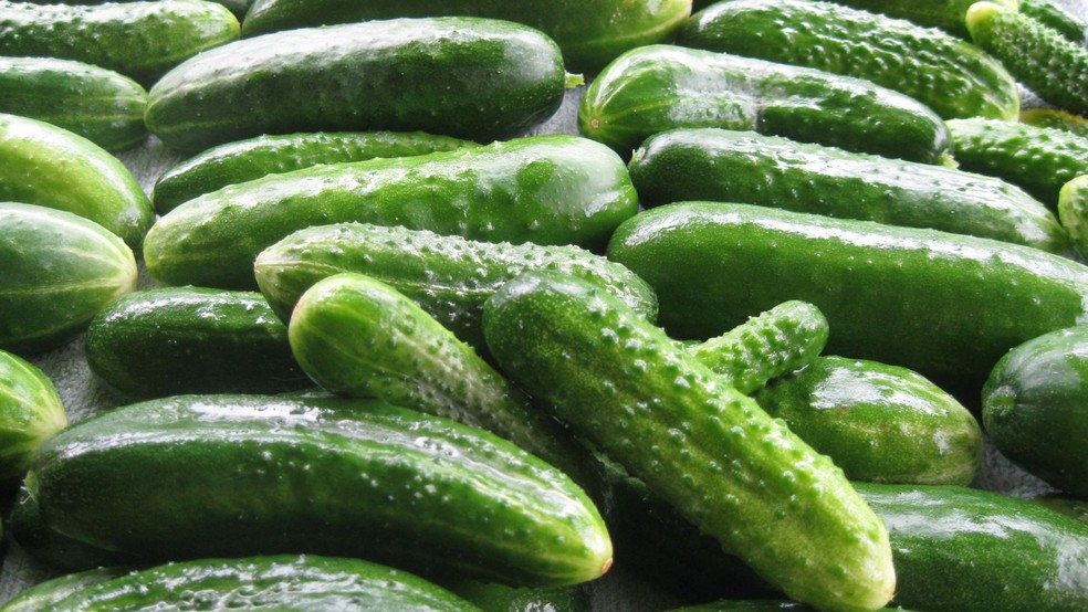 Pepinos — Foto: Canva/Creative Commons