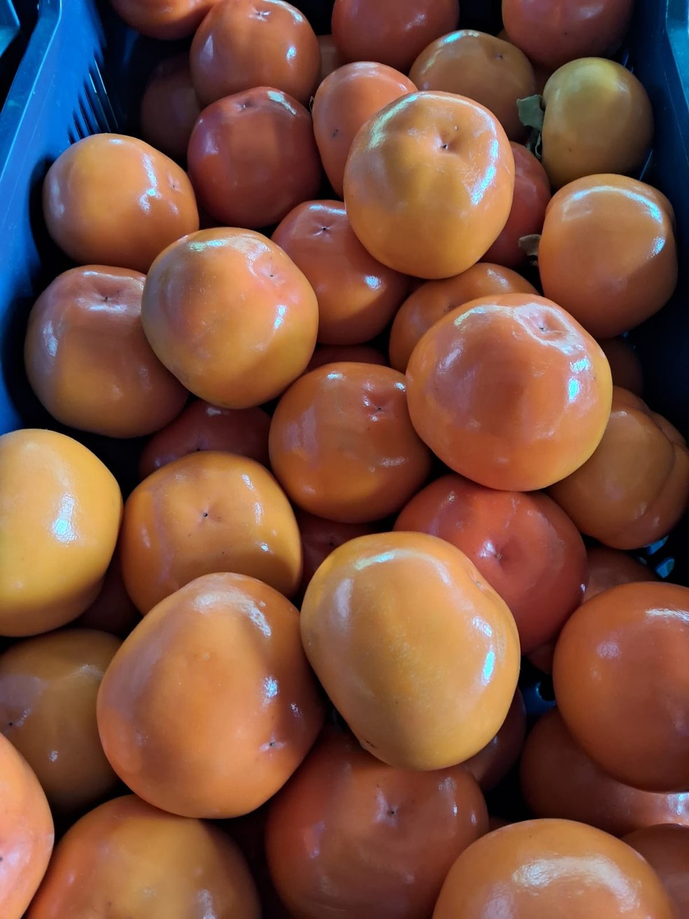 O cultivo da fruta é realizado em sua maioria por pequenos agricultores familiares — Foto: Secretaria de Meio Ambiente e Agricultura de Itatiba
