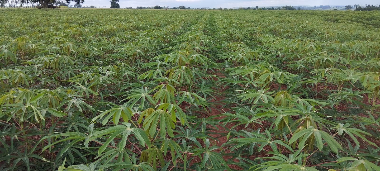 Plantio de mandioca cresce, mas produtores perdem rentabilidade