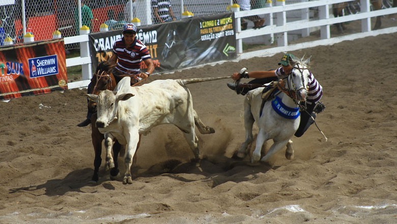 STF reconhece validade da vaquejada, desde que sem crueldade a animais