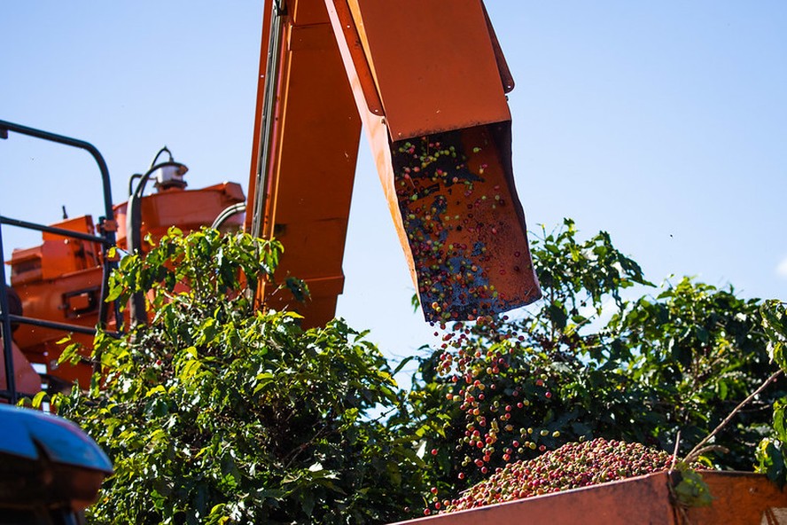 Na medida em que a safra brasileira vai saindo dos campos e chegando ao mercado, os preços do café vão sentindo a pressão de baixa nas bolsas internacionais