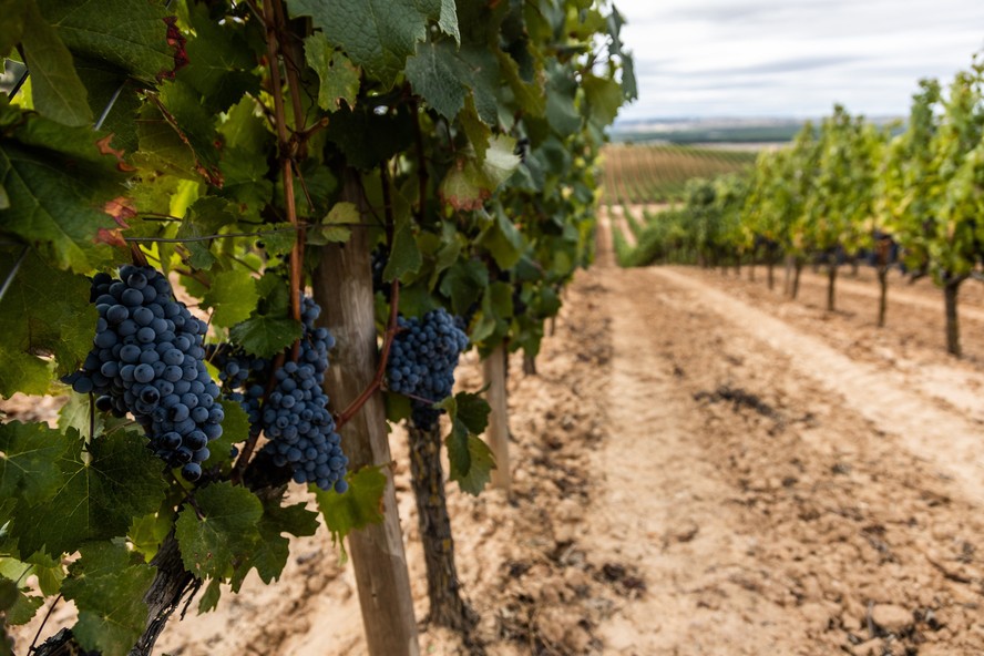 No caso das uvas, o seguro do BB garante a proteção das brotações que formarão os frutos