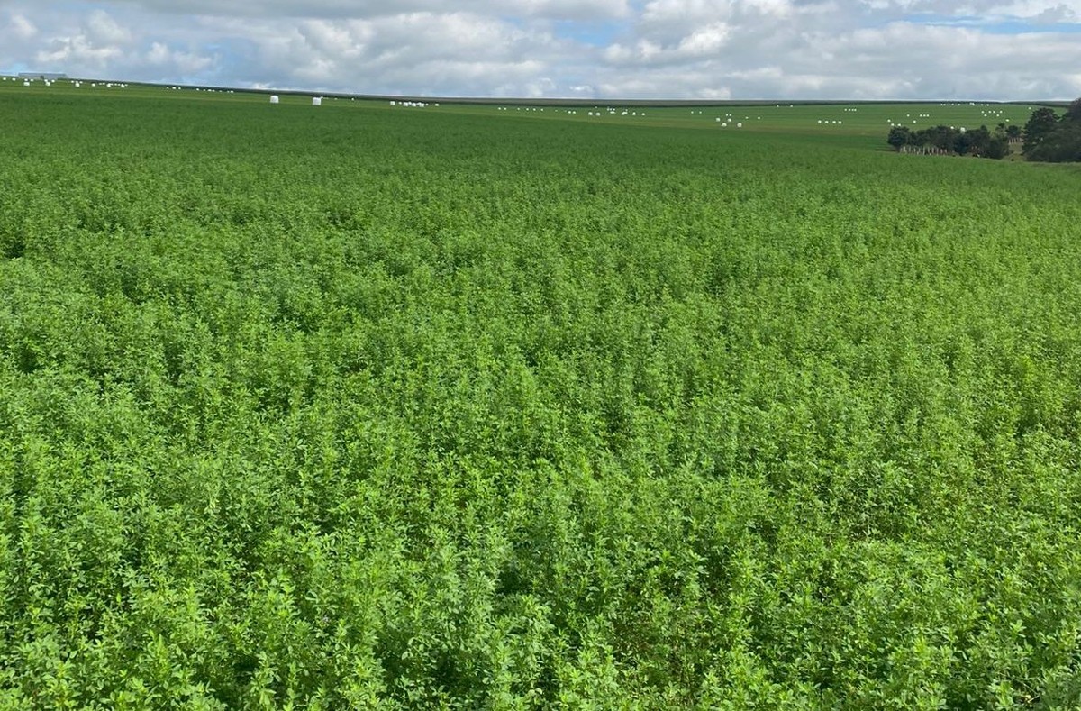Agricultora trocou cultivo de soja pela produção de alfafa no Paraná: 'Não tinha liquidez'