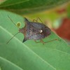 Percevejo atravessa os meses frios com atividade reduzida e retoma a reprodução  quando as temperaturas sobem - Embrapa