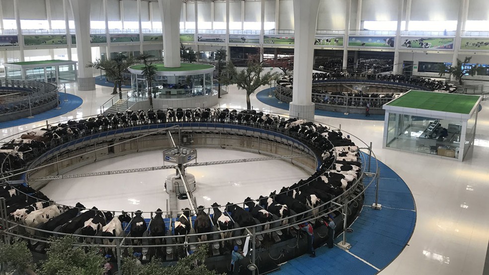 O rebanho conta com meio milhão de vacas leiteiras — Foto: Xinhua/ Reprodução