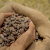 Preços do cacau encerraram a sequência de trajetória de queda e oscilam na bolsa - Mágio Chocolates/Divulgação