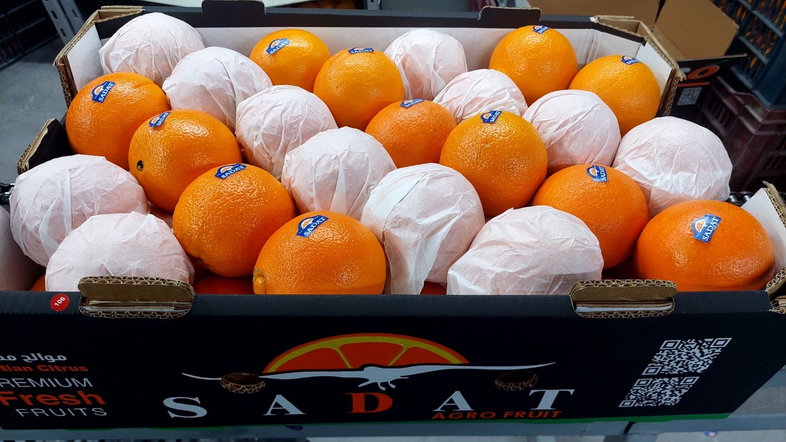 Egito se consolida como principal fornecedor de laranja do Brasil