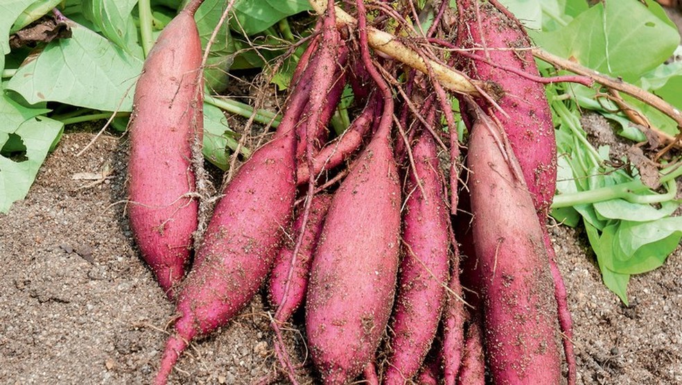 Batata-doce — Foto: Thinkstock