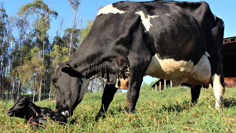 Alvoar Lácteos investe R$ 1,6 milhão na redução de emissões na produção leite