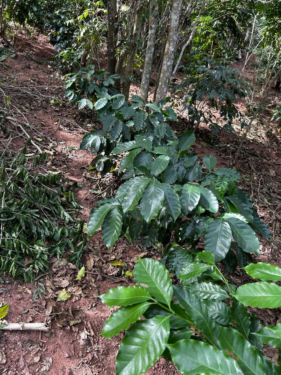Pés de café plantados na Reserva Comuna da Serra — Foto: Arquivo pessoal