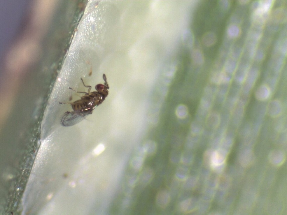 A Trichogramma galloi parasita os ovos da broca, uma das pragas que mais causam perdas em canaviais — Foto: Divulgação