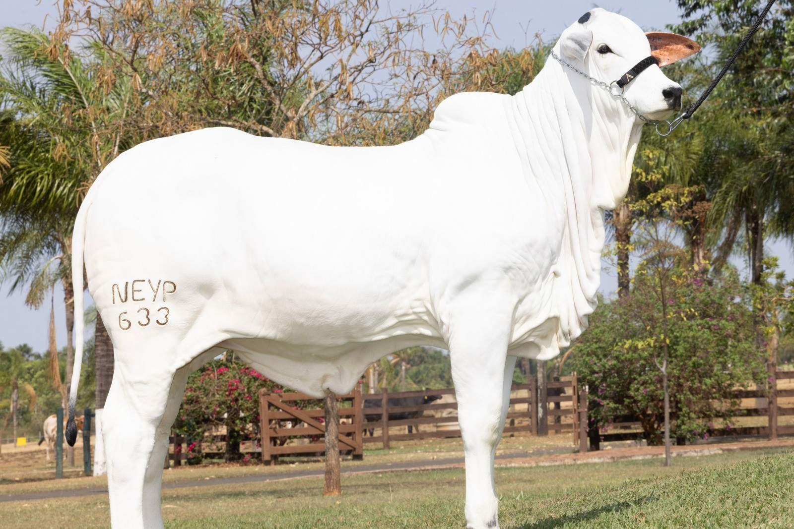 Bezerra nelore filha de recordista de preço é vendida por R$ 3,9 milhões