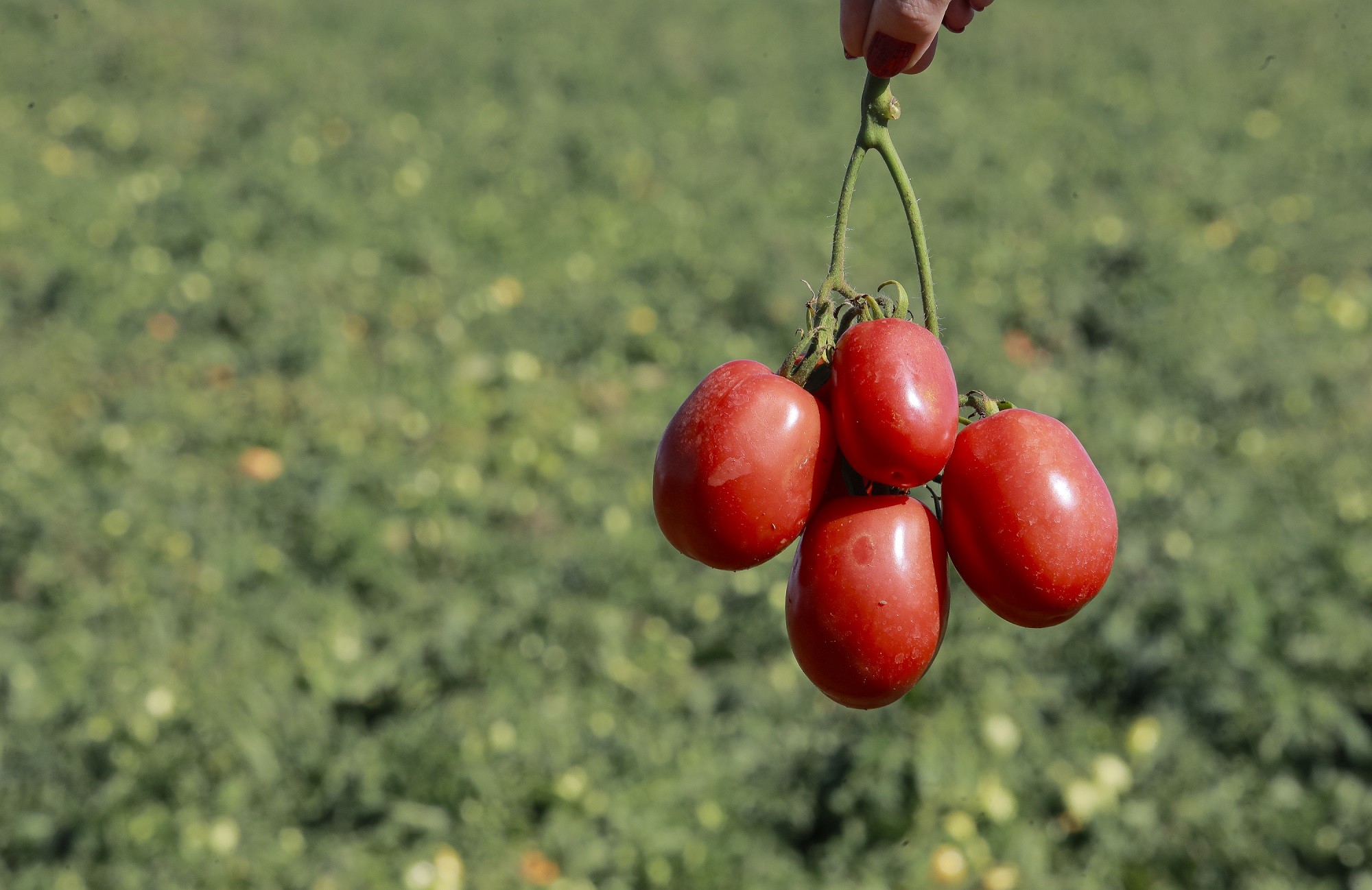 "Brilho" do tomate ofusca os grãos em Goiás