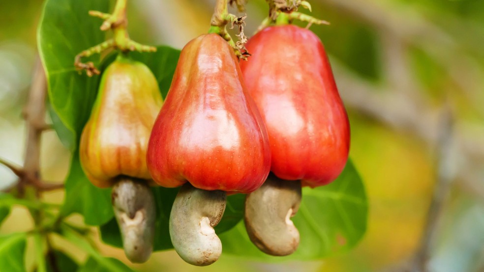 A fruta do cajueiro, na verdade, é a castanha — Foto: Canva/ Creative Commoms