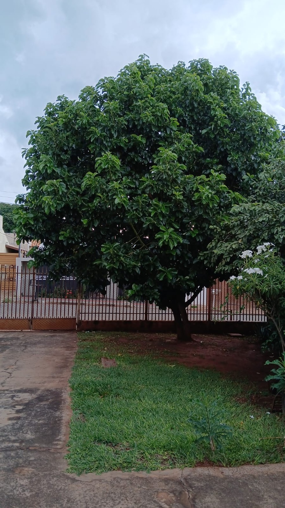 Abacateiro do leitor Nilton César, de Campo Grande (MS) — Foto: Nilton César