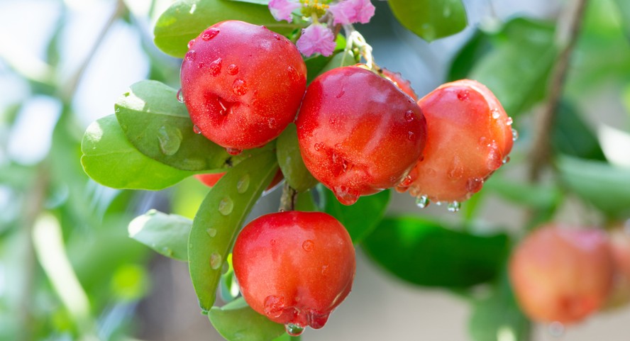 Falta de chuvas atrasou o início da colheita da fruta