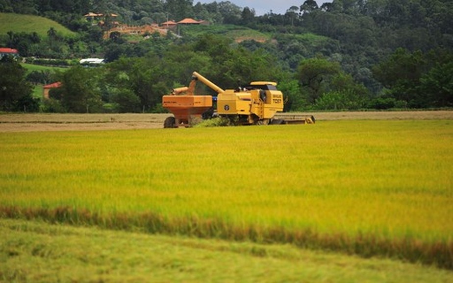 Produtividade compensou menor área plantada com arroz no Rio Grande do Sul