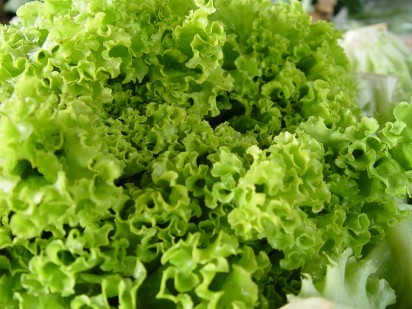 Preço da alface aumenta no atacado de São Paulo