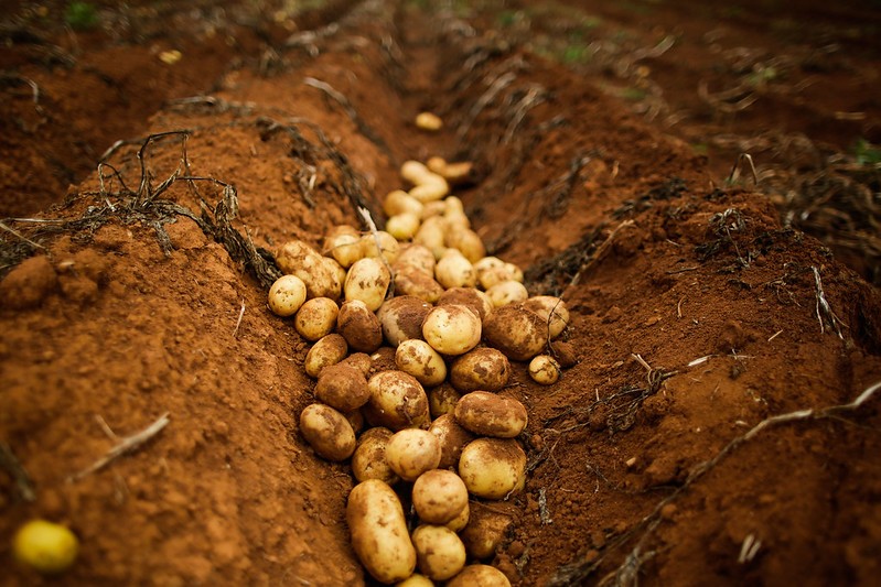 Preço da batata cai com aumento da oferta nas regiões produtoras