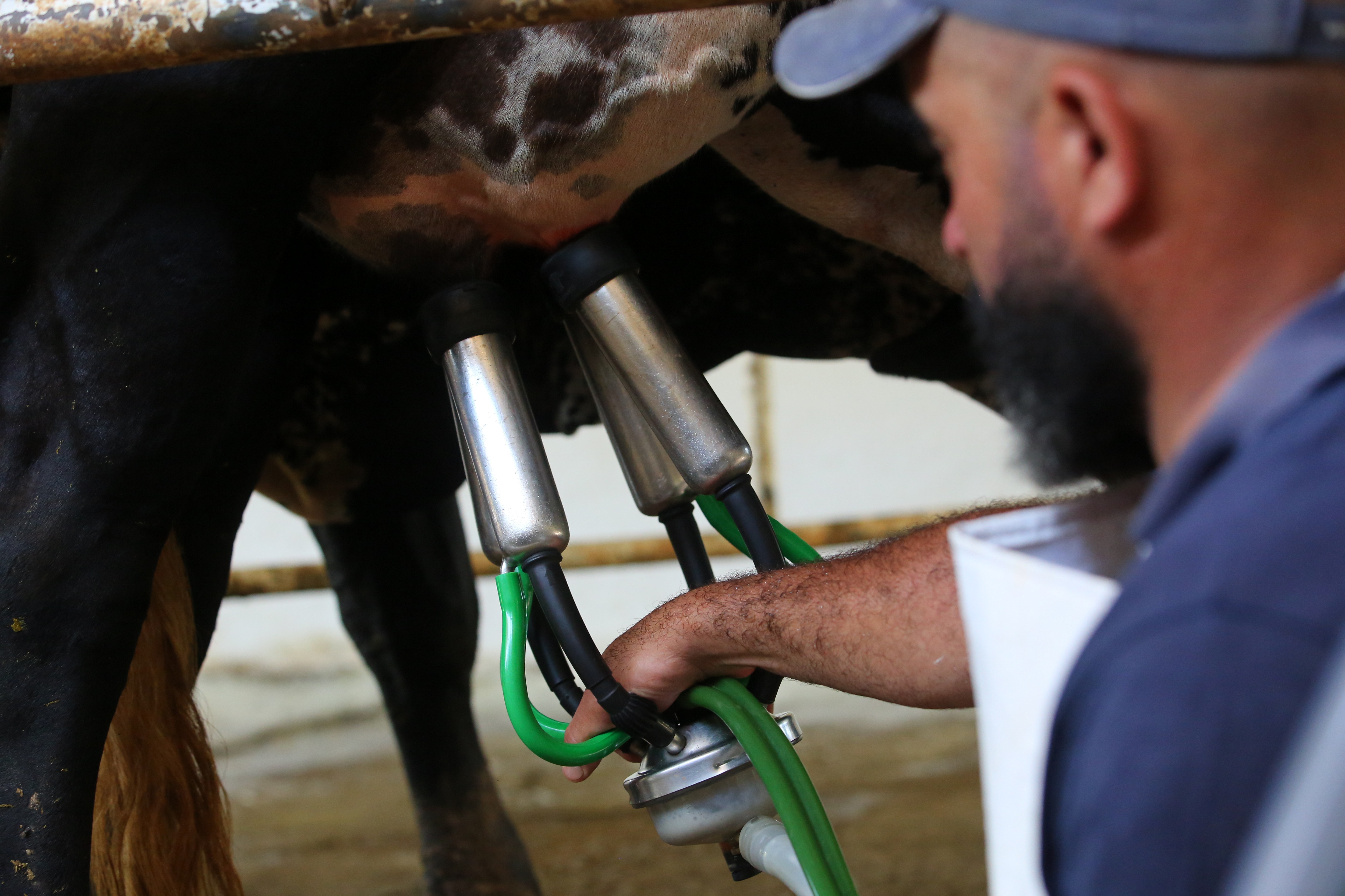 Produção de leite cresce no Brasil, mas consumo não acompanha