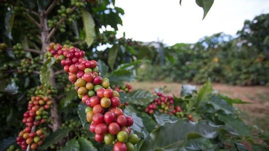 Ritmo lento de colheita limita oferta de café e preços reagem