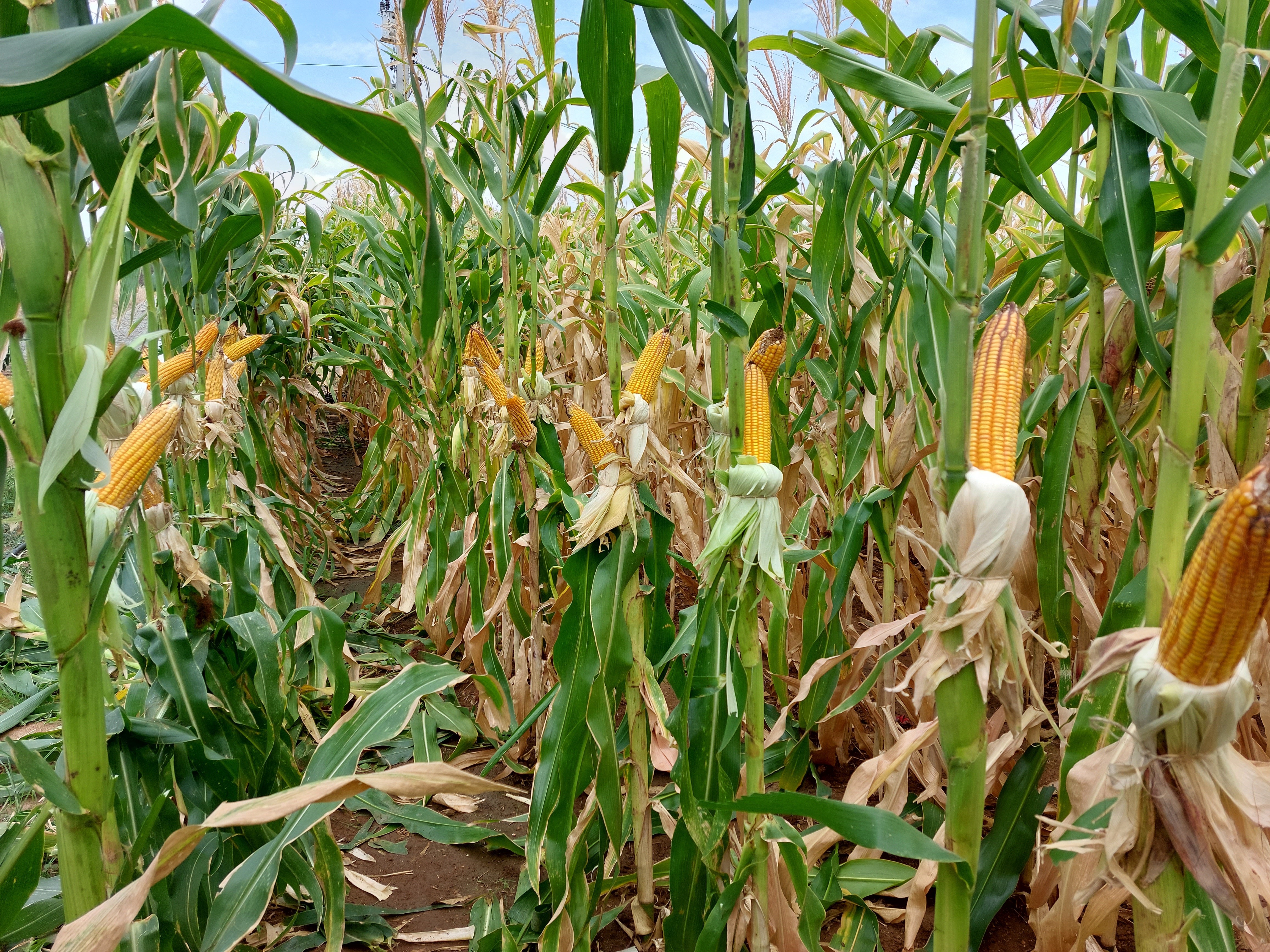 Tecnologia com ozônio chega ao mercado para reduzir micotoxinas em grãos