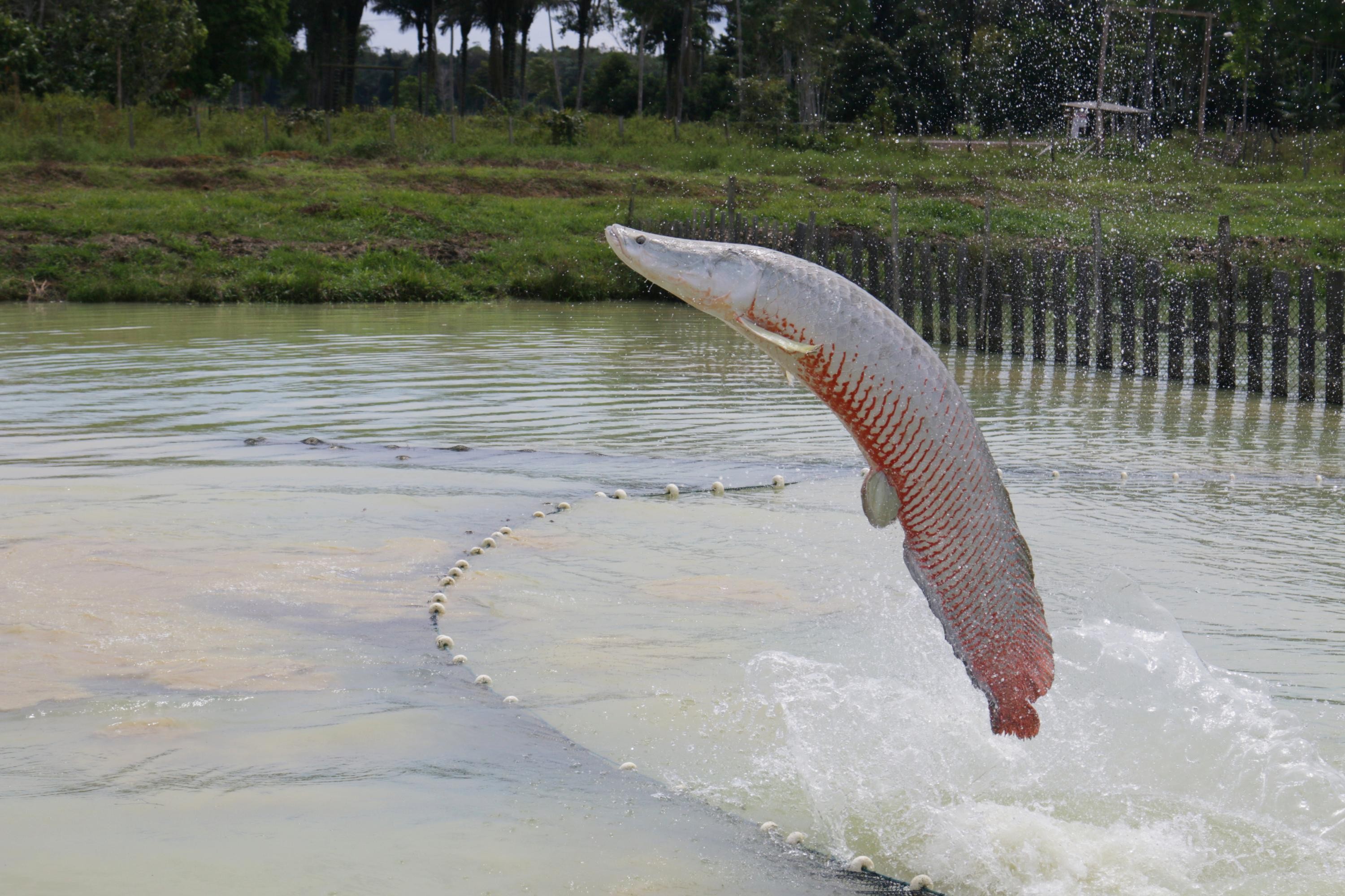 Pirarucu é classificado como espécie invasora em boa parte do Brasil