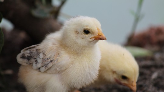 Ministério da Agricultura volta a se posicionar contra vacina da gripe aviária