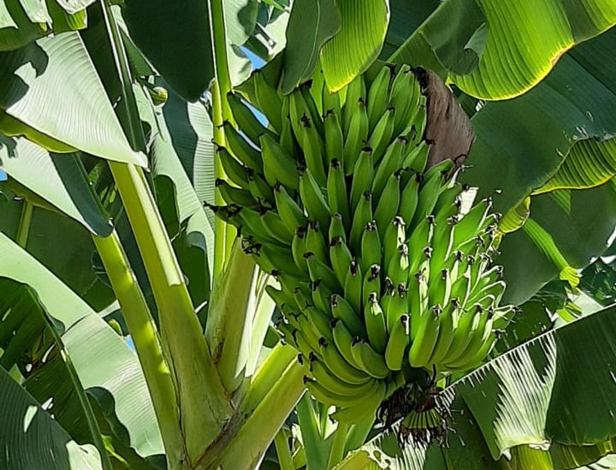 Banana de Bom Jesus é cultivada em um ambiente de clima e solos específicos