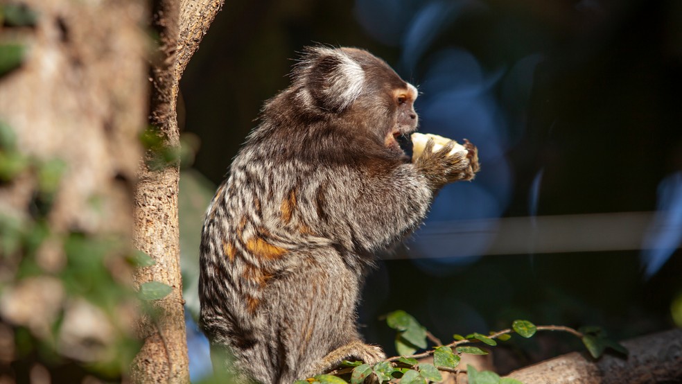 macaco pequeno sagui Photos