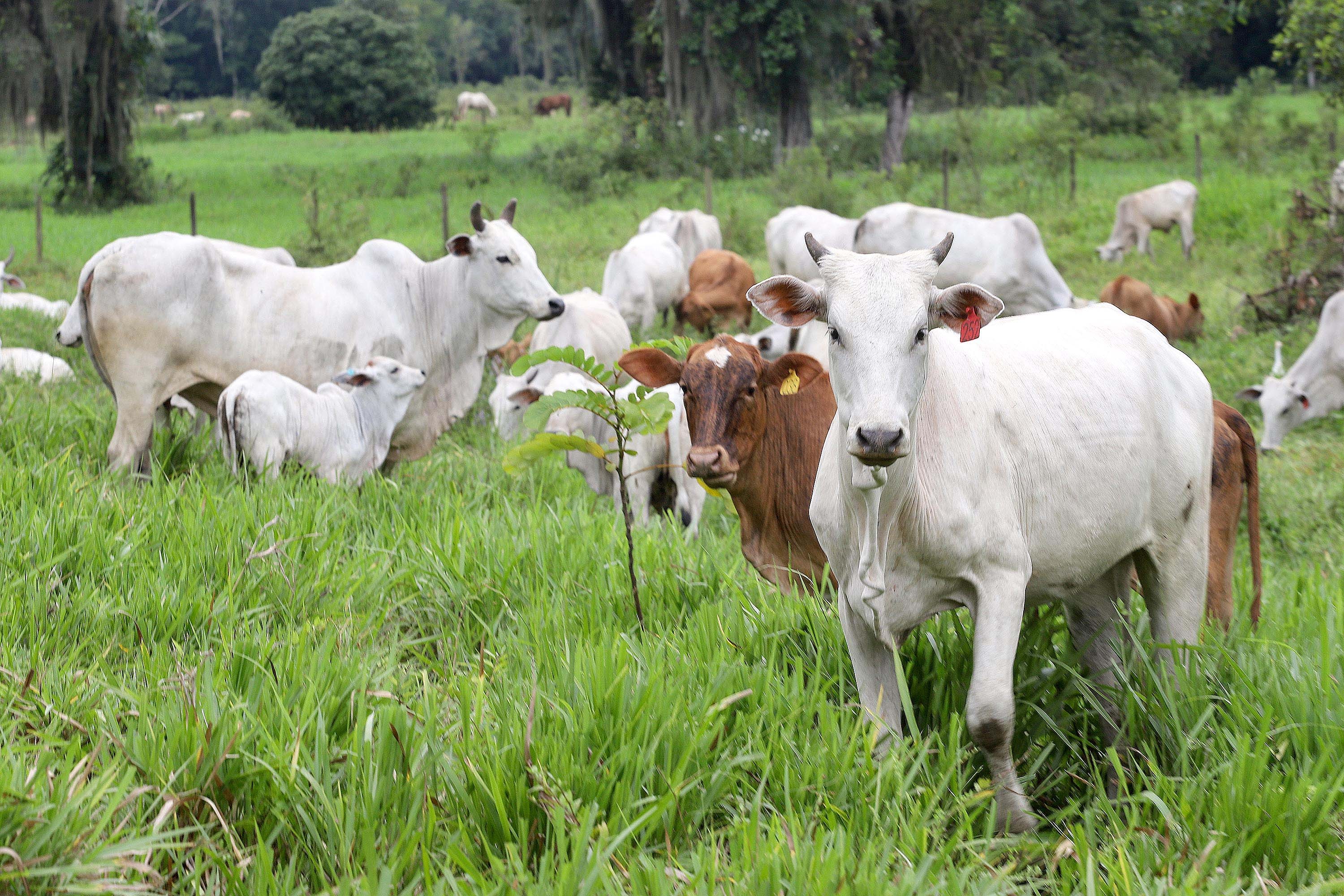 Aumento na produtividade da pecuária ganha importância com a maior rentabilidade